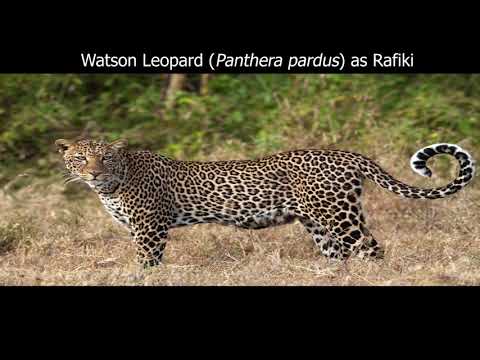 The Cheetah King Part 24B: End Credits