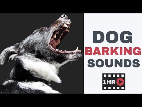 Dog Barking Sounds | One Hour Dog Barking Sound Effects