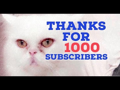 BEST FUNNY CLIPS OF CATS