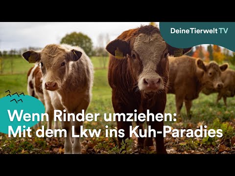 Wenn Rinder umziehen: Mit dem Lkw ins Kuh-Paradies