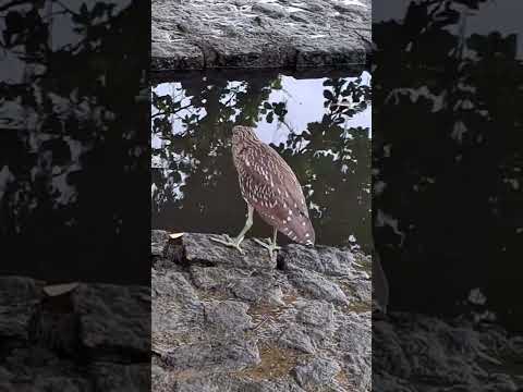 Meias Véia Meias Nova - Socó do Mato