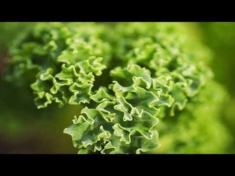 5 Amazing Benefits of Sea Kale | HealthCare.