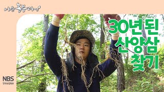 [나는농부다 252회] 30년 된 산양삼 찾기, 30년근 산양삼 가격은?