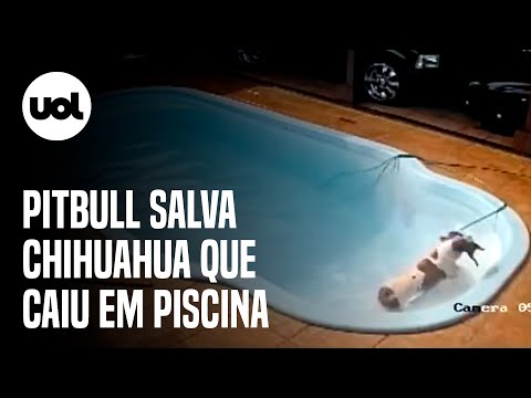 Pitbull salva ‘irmão’ chihuahua que caiu em piscina de casa no interior de SP