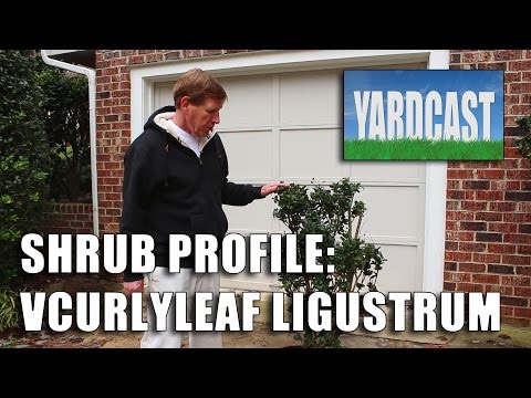 Shrub Profile - Curlyleaf Ligustrum