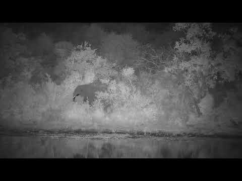 Djuma: Lone Elephant getting drink at the dam - 20:53 - 04/22/21