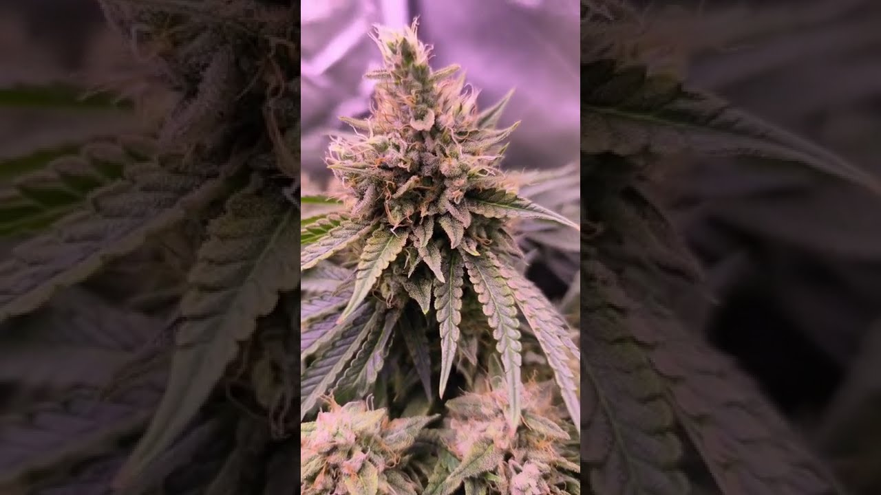 🌿 Critical + 2.0 by Silent Seeds  #cannabiscommunity #homegrown #cannabiscontent #cannabisdaily