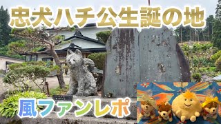 [藤井風]ファン貴重レポ “忠犬ハチ公生誕の地” #fujiikaze 