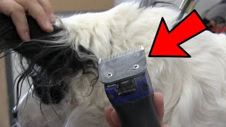 Remove Knotted Hair From Dog