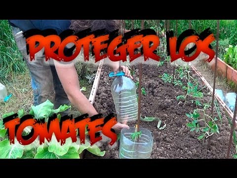 , title : 'Como Proteger Los Tomates || Huerto Organico || La Huertina De Toni'