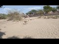 Donkey S Mating