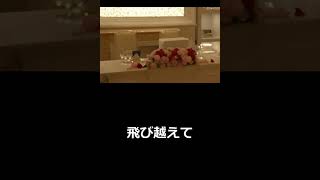 次元の壁を飛び越えて #Shorts #short #HATSUNEMIKU #初音ミク