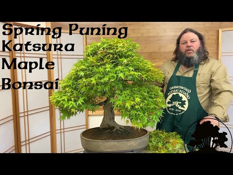Spring Pruning of Katsura maple - Greenwood Bonsai