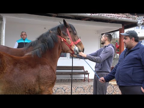 Caii lui Adi de la Rusor, Hunedoara 2020 Nou!!!