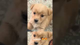 Download lagu Suara anak anjing mp3