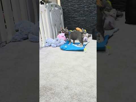 Video 4