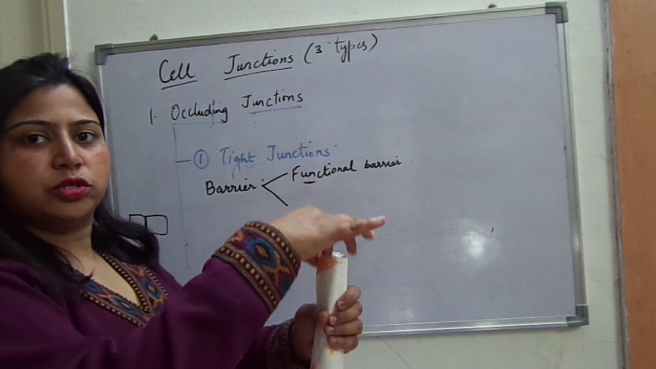 Cell Junctions Part I Occluding Junctions