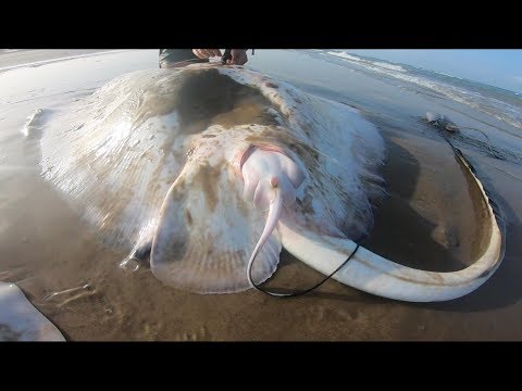 YouTube video about: Can you go deep sea fishing while pregnant?