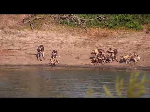 Djuma: African Painted Dogs are getting active again in the afternoon - 18:01 - 11/18/20