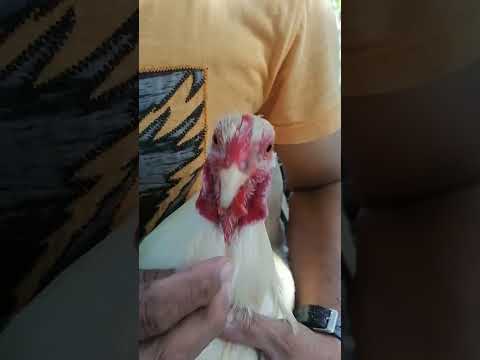 BROOD COCK DEWORMING #viral #satisfyingvideo #trendingshorts #asmr #kmjs #shortsvideo