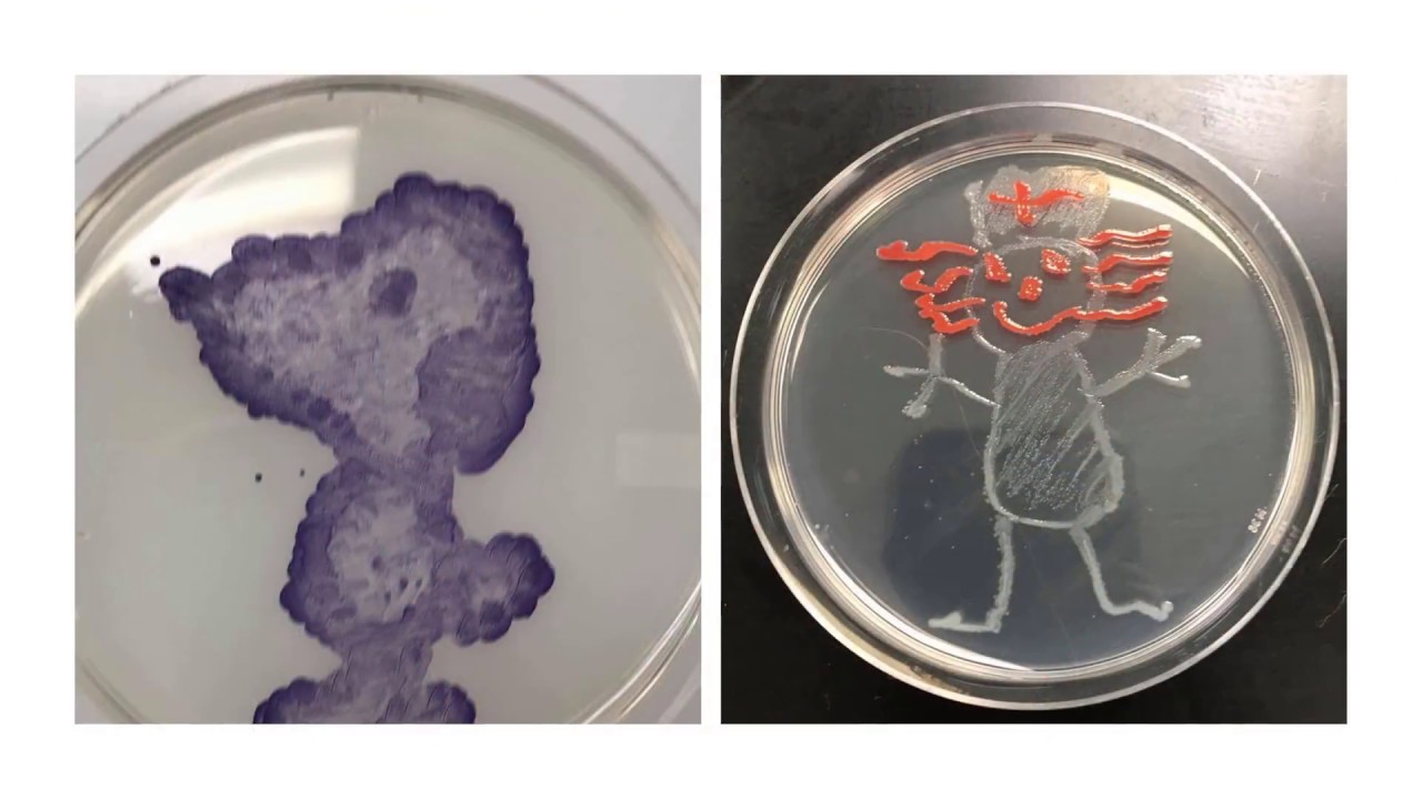 Bacterial Art Exhibit