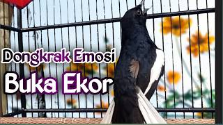 Download lagu PANCINGAN KACER GACOR BUKA, EKOR SEKALI DENGAR KACER LAIN LANGSUNG NYAUT FULL MATERI KASAR mp3