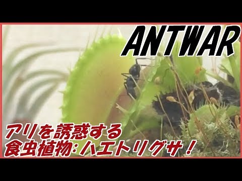 蟻戦争Ⅱ＃16   衝撃！アリを誘惑するハエトリグサ！【アリと食虫植物➀】編～ant and carnivorous plants:Dionaea～