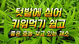 텃밭에 심어 키워먹기 좋고 좋은 효능갖고 있는 채소 공심채 모닝글로리 키우기