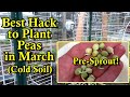 Increase Pea Planting Success by Pre-Sprouting Your Peas indoors: Plant Them in Early March!