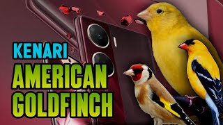 Download lagu KENARI GACOR PANJANG vs AMERICAN GOLDFINCH utk Masteran MURAI BATU FULL ISIAN | invest  mp3
