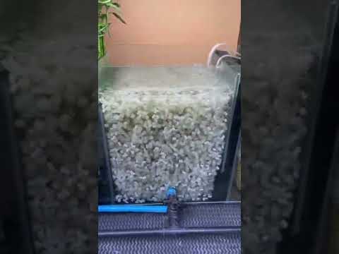 5kg of K1 media chamber setup for the 150g goldfish tank