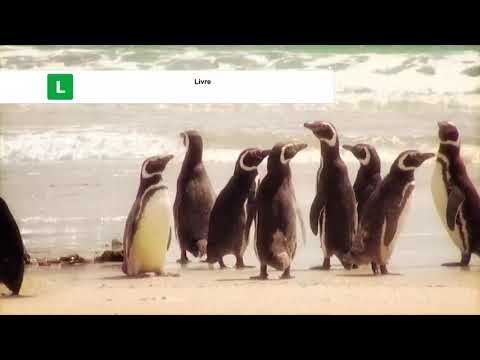 Oswaldo - Contatos Imediatos de Checheiro Grau (S02E01)