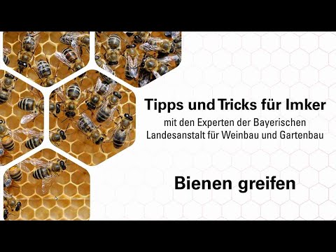 Imkerpraxis: Wie greife ich Bienen?