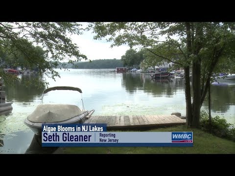 Harmful Algae Blooms In NJ Lakes