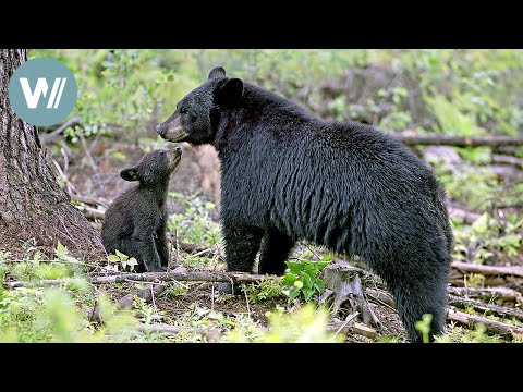 Unser Sommer mit Mutter Bär | Tiere vor der Kamera (1999) | Folge 35/57