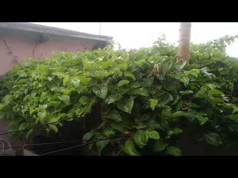 A primeira chuva do ano em pentecoste ceará