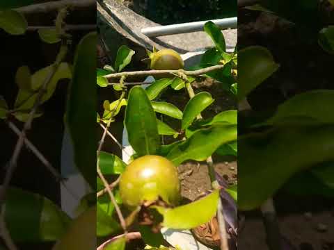 how to grow pomegranate in pot #shorts #terracegarden #fruits