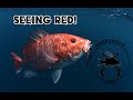 Full Dive Wednesday? Seeing Red! Atlantic Red Snapper Opening Day.