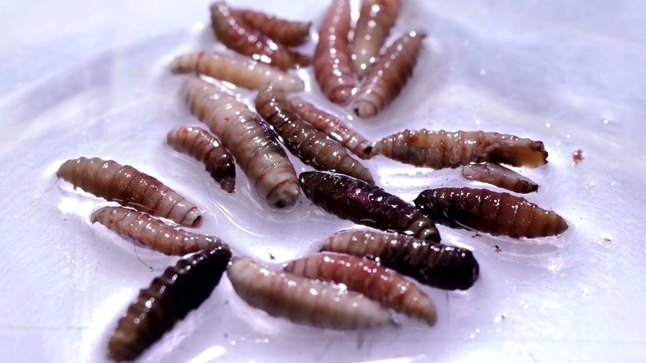 Scientists prepare outdoor tests of genetically modified screwworm flies
