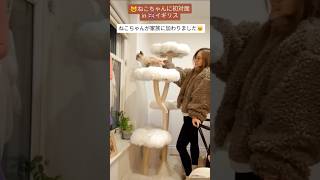 イギリス在住の娘のねこちゃんに初対面#shorts #イギリス #ねこ #ブリティッシュショートヘア