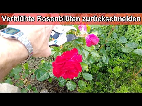 Verblühte Rosen richtig schneiden - Verwelkte Rosenblüten abschneiden / Blüten nach Blüte entfernen