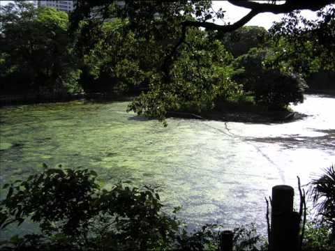(Set dance) The Deep Green Pool - Concertina Solo.wmv