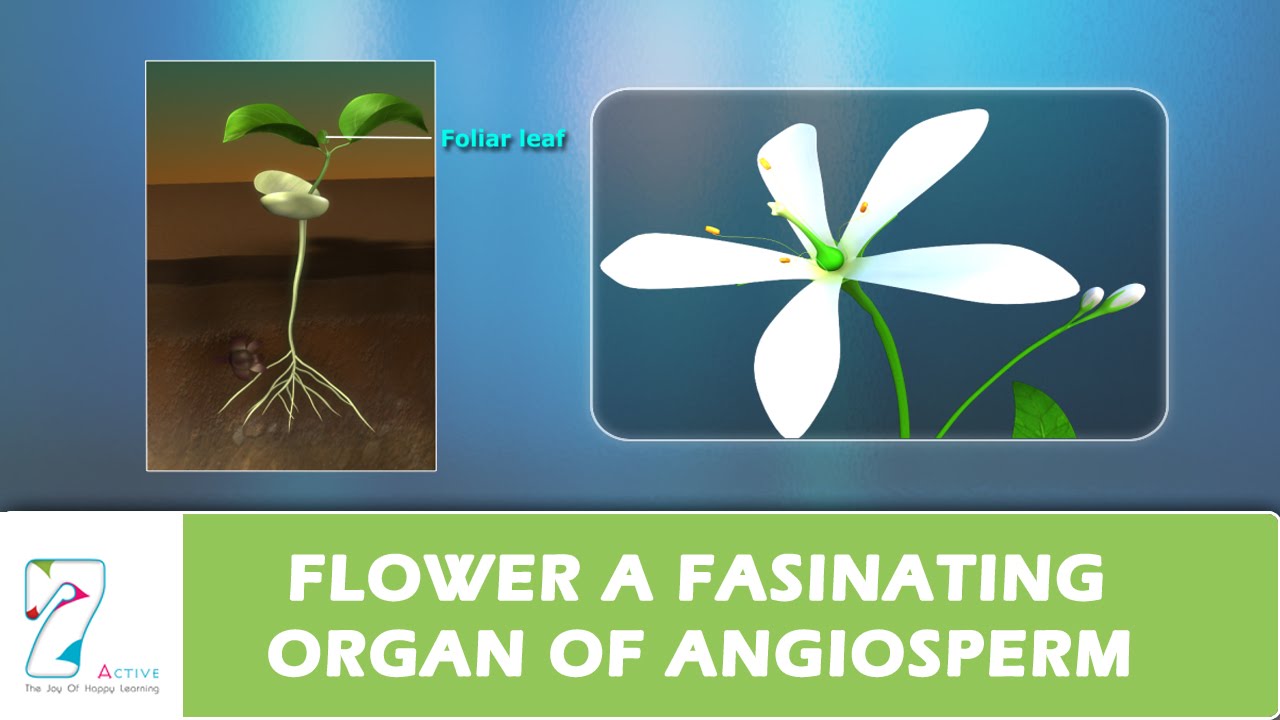 FLOWER A FASINATING ORGAN OF ANGIOSPERM