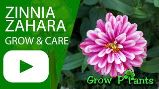 Zinnia zahara - grow & care (Zinnia marylandica)
