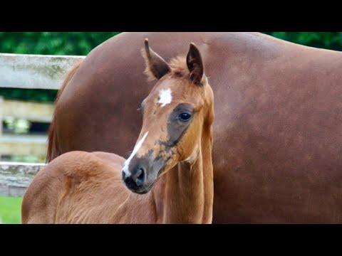 Hengstfohlen v. Bonds und Hann.Pr.St. Farida von For Romance - De Niro - Eiger I