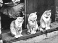 Nox Les Chatons Du Cricoïde