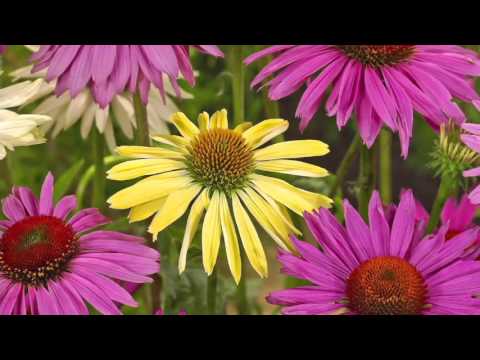 Roberta's 6-pc. Color Full Cheyenne Spirit Echinacea on QVC