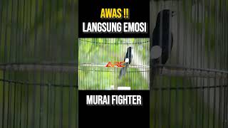 Download lagu KETREKAN PEMANCING EMOSI MURAI BATU mp3 Download lagu KETREKAN PEMANCING EMOSI MURAI BATU mp3