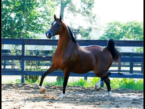 FC Kochyna (Enzo x Kleopatra Jullyen V)