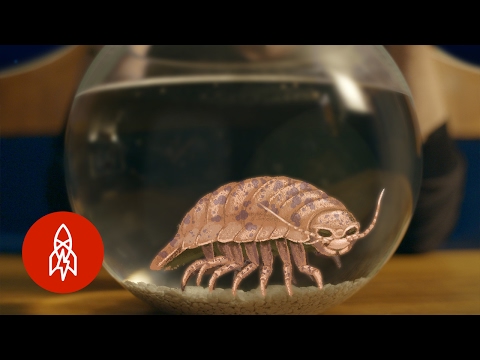 不思議な深海の飢えた生き物｜フィリップ・クストーのいる水の世界 (A Mysterious Hungry Creature of the Deep | The Aquatic World with Philippe Cousteau)